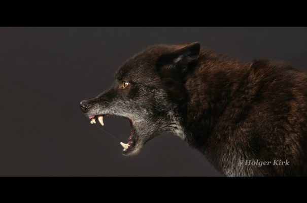 Filmtier wolf fletscht