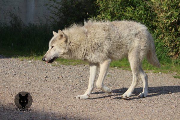 Filmtier Arctic Wolf